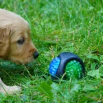 Eco-Friendly Dog Toys