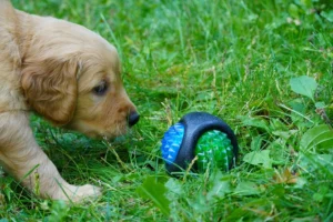 Top 7 Eco-Friendly Dog Toys in 2025 (USA Market)