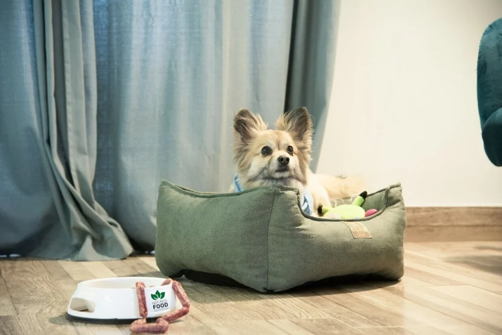 Eco-Friendly Dog Beds