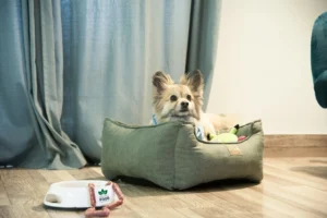 Top 5 Eco-Friendly Dog Beds for a Sustainable Sleep in 2025