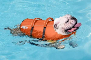 dog shark life jacket